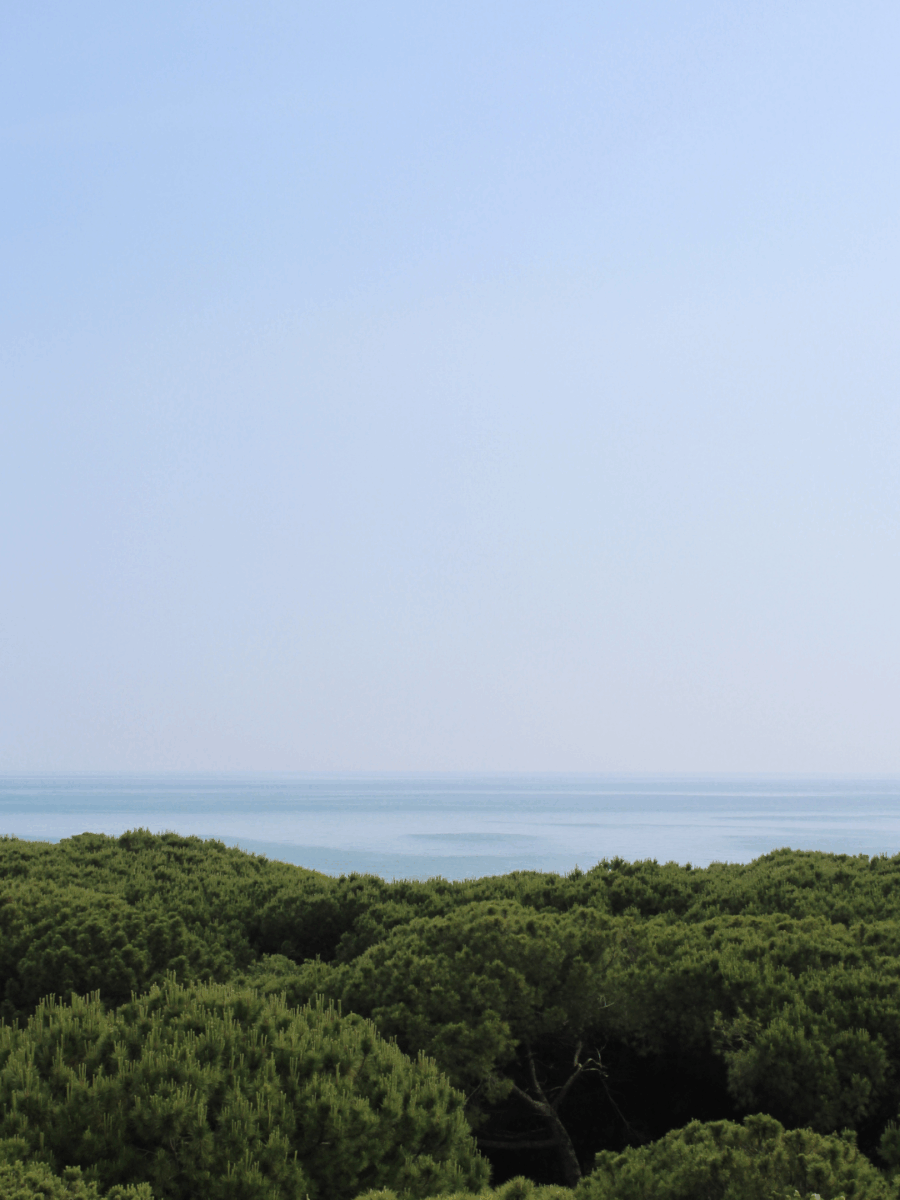 hotel thomas pinarella vicino alla pineta e al mare (4)